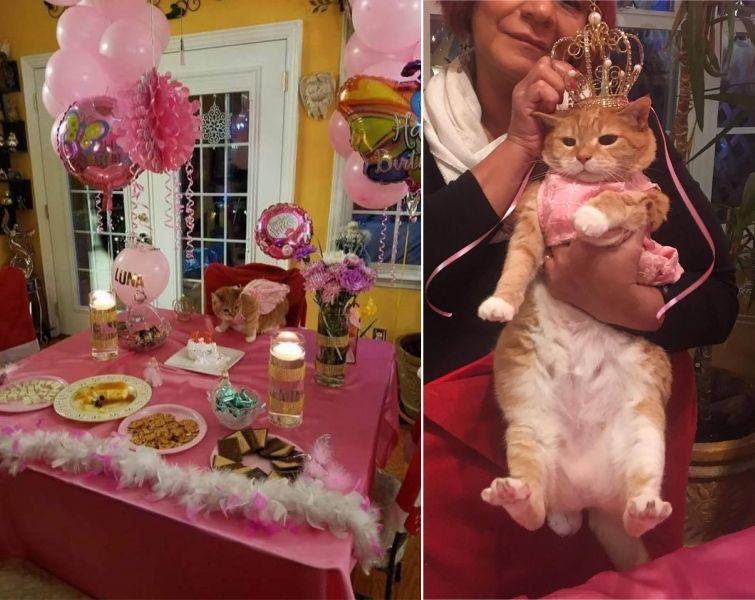 Люди, которые вывели уход за животными на совершенно смехотворный уровень уход за животными, смешные домашние животные, домашние животные истории