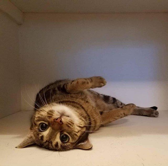 пушистые лапусики, Животные милашки