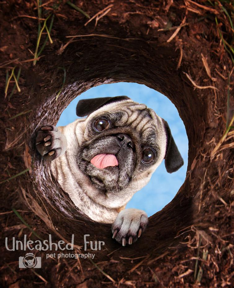 Фотограф снимает пожилых собак, чтобы у владельцев остались самые тёплые воспоминания Фотограф снимает пожилых собак, unleashedfur