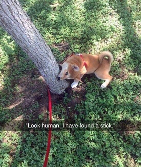 животные идиоты, животные придурки, животные вели себя как полные идиоты