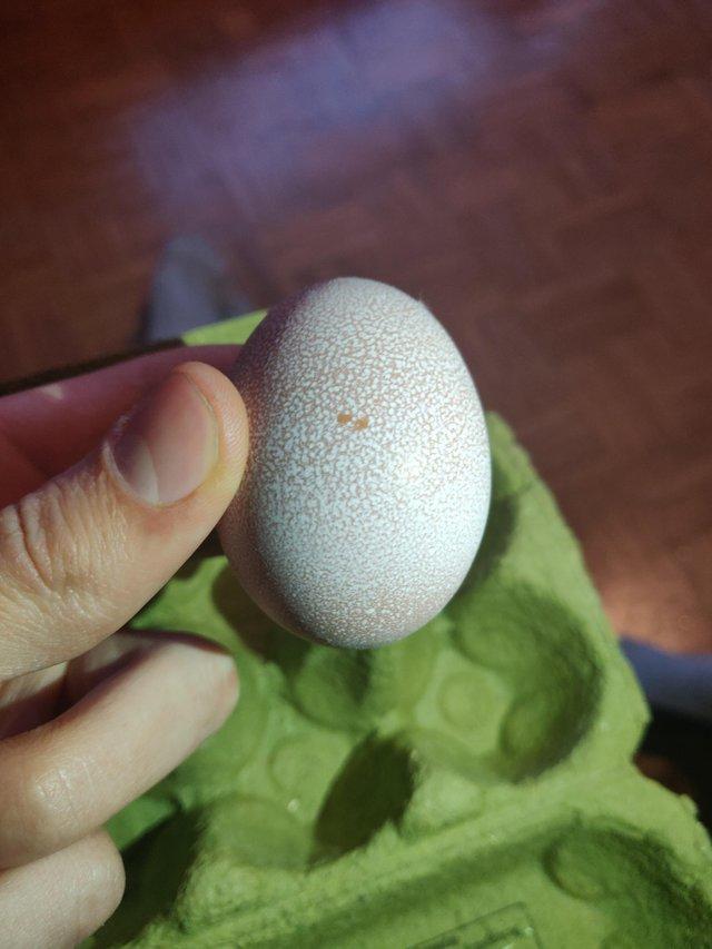 25 странных яиц, которые наверняка удивили даже птиц, которые их снесли странные яйца, странные яйца которые удивили птиц которые их снесли