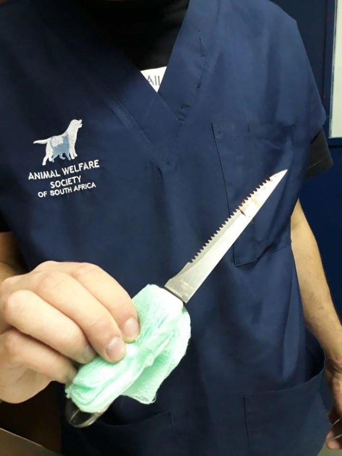 Собаку ударили ножом в голову, собака Дюк, Джино Венсел