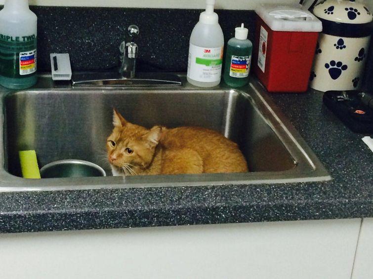 кот спрятался от ветеринара, кошка спряталась от ветеринара, животные прячутся от ветеринара, кот у ветеринара фото