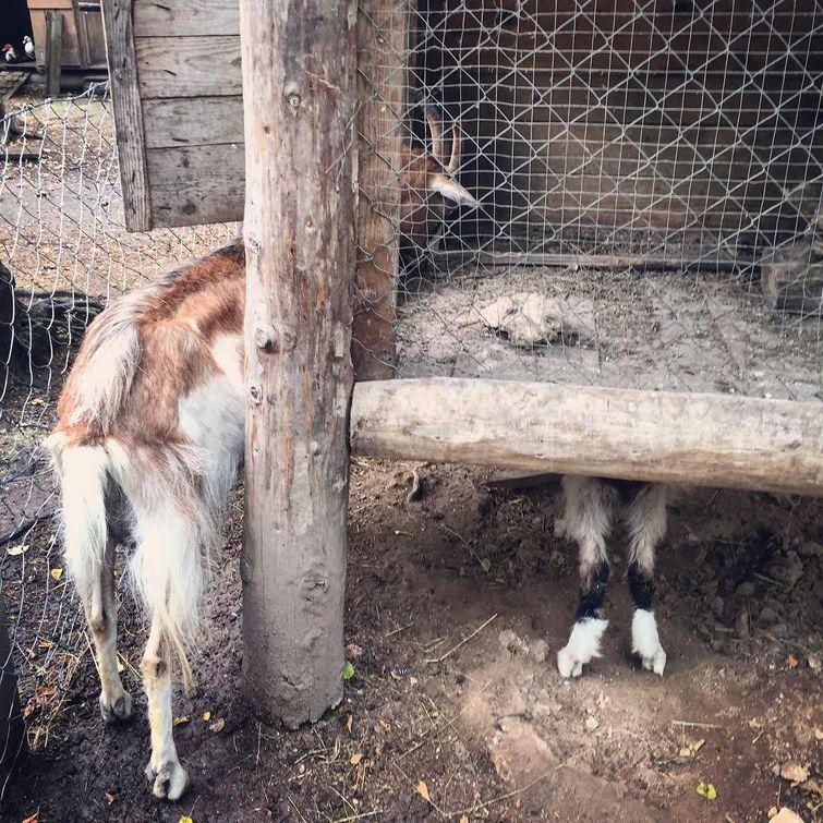 Животные, которые настолько хороши в маскировке, что.. где они вообще? животные замаскировались, животные маскировка, животные похожие на вещи, мастера маскировки, животные прикидываются