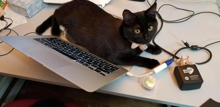 животные идиоты, животные придурки, животные вели себя как полные идиоты