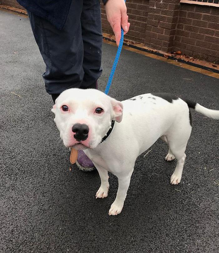 Собака не поняла что её бросили,  собака отчаянно пыталась вернуться обратно в машину, собака Снуп 