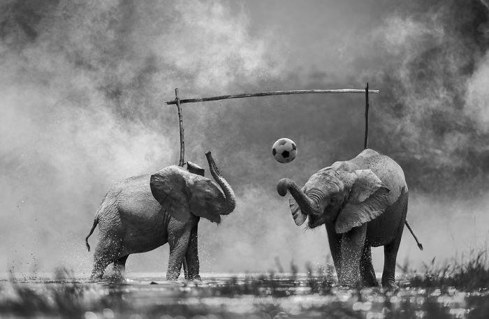 Художник показывает тайную жизнь диких животных,  Томас Субтиль, Thomas Subtil