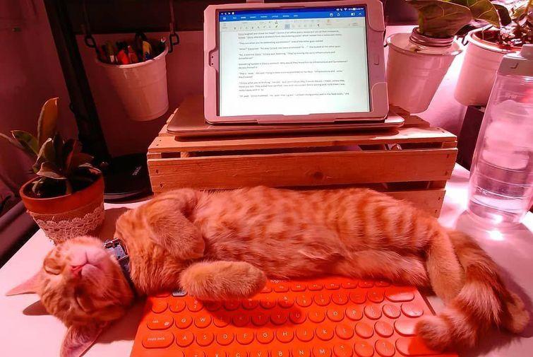 Животные, которые настолько хороши в маскировке, что.. где они вообще? животные замаскировались, животные маскировка, животные похожие на вещи, мастера маскировки, животные прикидываются