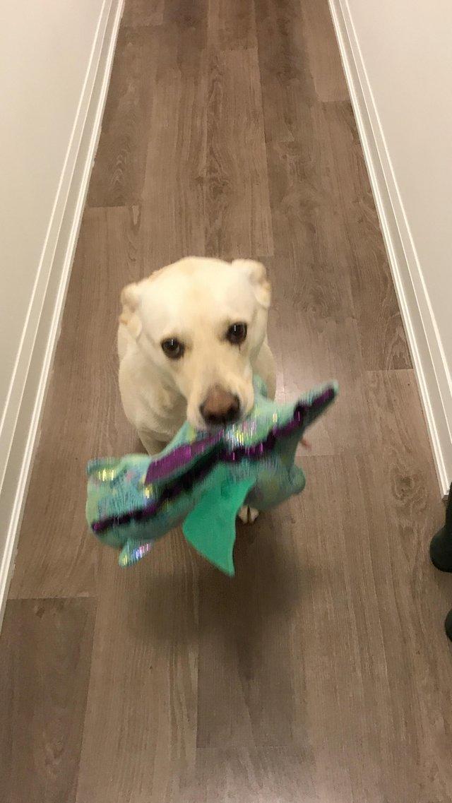 пушистые лапусики, Животные милашки