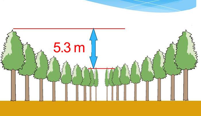 Японцы провели эксперимент круги на полях, в 1973 году японские ученые начали проект «Экспериментальное лесоводство»