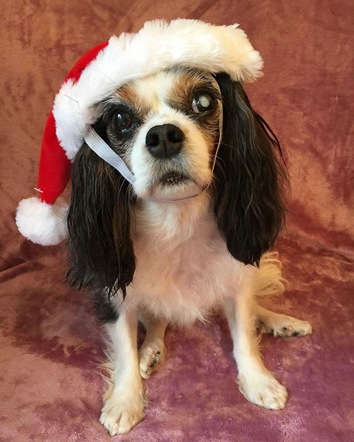 Правительство Великобритании запретило продажу щенков и котят в зоомагазинах Правительство Великобритании запретило продажу щенков и котят в зоомагазинах, собака Люси