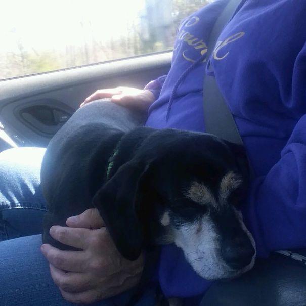  владелец оставляет свою собаку в переполненном приюте, собака Джаспер 