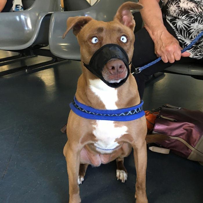 скрещенные породы собак, собаки гибриды, смешанные собаки 