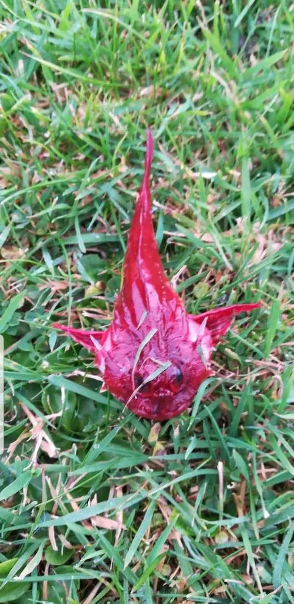 что это за вещи, странные вещи, фото странных вещей, происхождение странных вещей