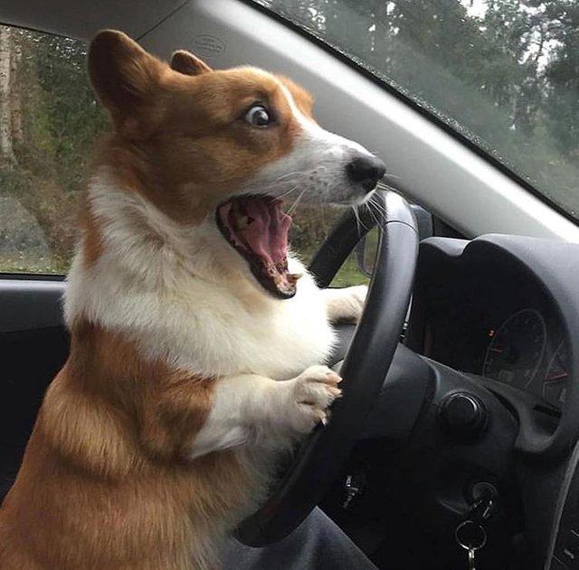 пушистые лапусики, Животные милашки