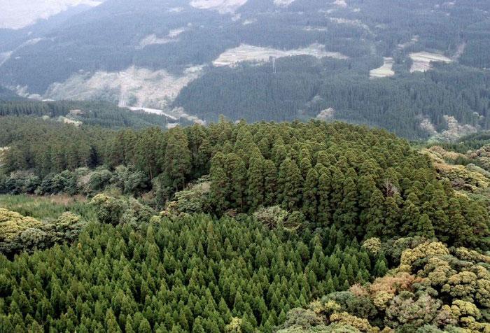 Японцы провели эксперимент круги на полях, в 1973 году японские ученые начали проект «Экспериментальное лесоводство»