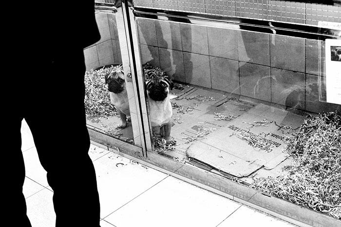 Правительство Великобритании запретило продажу щенков и котят в зоомагазинах Правительство Великобритании запретило продажу щенков и котят в зоомагазинах, собака Люси