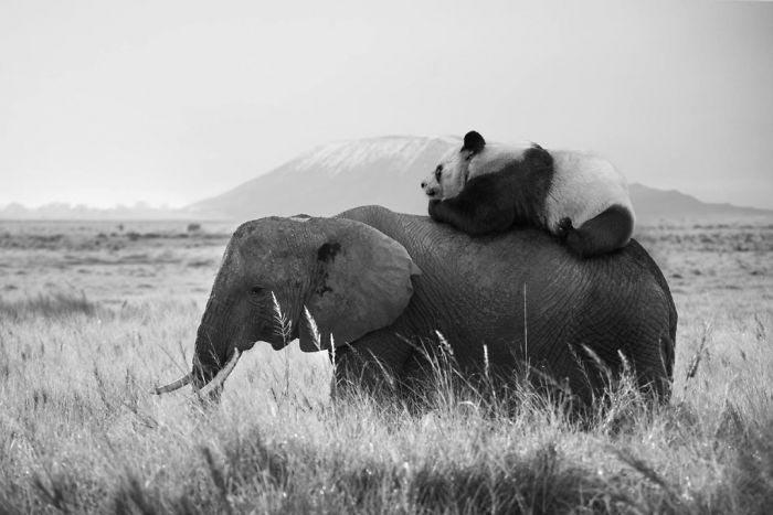 Художник показывает тайную жизнь диких животных,  Томас Субтиль, Thomas Subtil