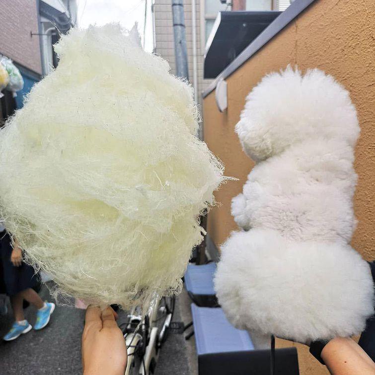 Животные, которые настолько хороши в маскировке, что.. где они вообще? животные замаскировались, животные маскировка, животные похожие на вещи, мастера маскировки, животные прикидываются