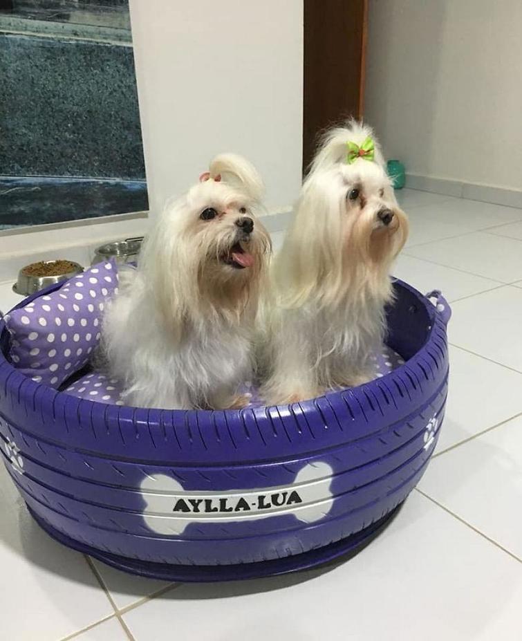 Бразилец превращает старые шины в кровати для животных, Амарилдо Сильва, Amarildo Silva