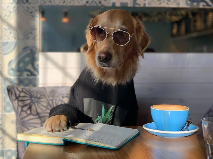 Девушка одержима своей собакой по кличке Хьюго,  Урсула Дафни Эйтчисон, Ursula Daphne Aitchison, ретривер Хьюго