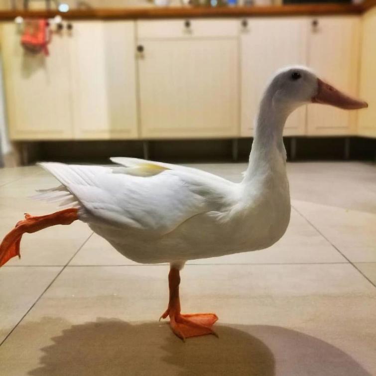 Женщина купила яйцо во вьетнамском ресторане, и сегодня у нее живёт лучший питомец из всех Женщина купила яйцо во вьетнамском ресторане, Эрика Лим, Erica Lim