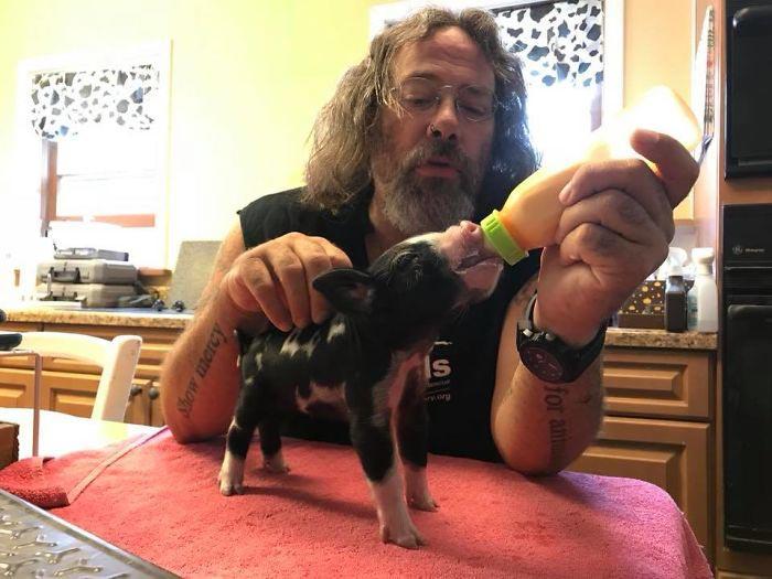 Беременная корова сбежала из грузовика который вез ее на бойню, корова Брианна