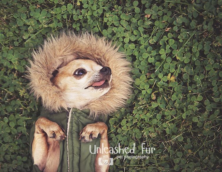 Фотограф снимает пожилых собак, чтобы у владельцев остались самые тёплые воспоминания Фотограф снимает пожилых собак, unleashedfur