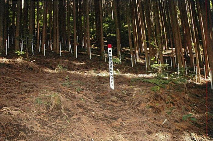 Японцы провели эксперимент круги на полях, в 1973 году японские ученые начали проект «Экспериментальное лесоводство»