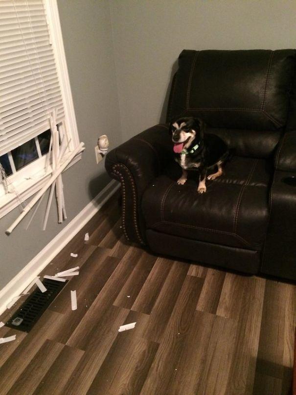  владелец оставляет свою собаку в переполненном приюте, собака Джаспер 