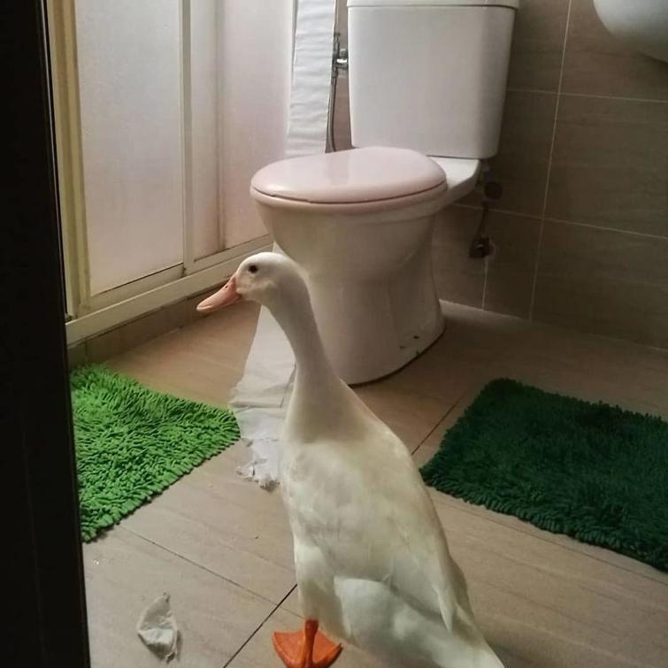 Женщина купила яйцо во вьетнамском ресторане, и сегодня у нее живёт лучший питомец из всех Женщина купила яйцо во вьетнамском ресторане, Эрика Лим, Erica Lim