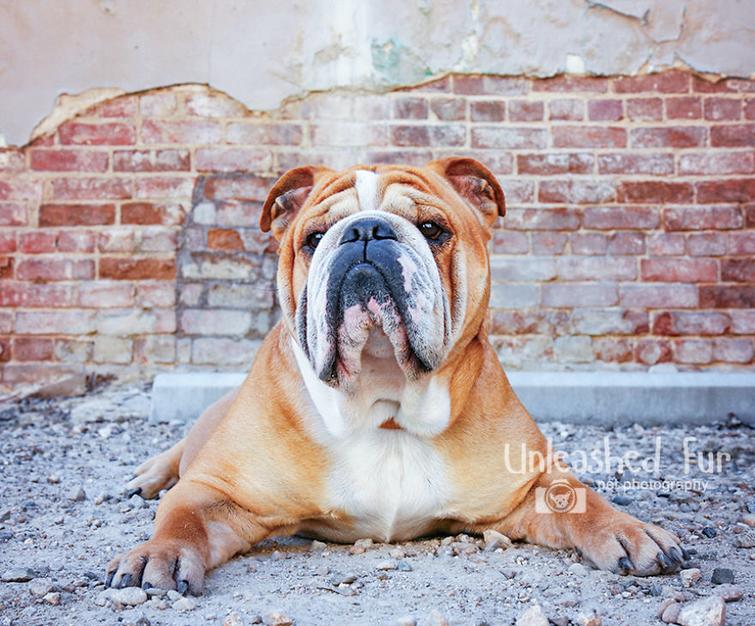 Фотограф снимает пожилых собак, чтобы у владельцев остались самые тёплые воспоминания Фотограф снимает пожилых собак, unleashedfur