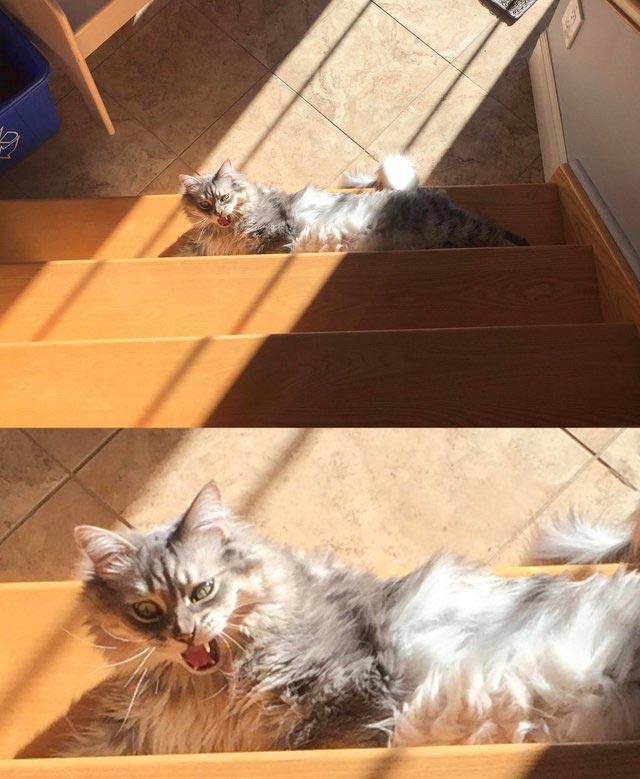 животные идиоты, животные придурки, животные вели себя как полные идиоты