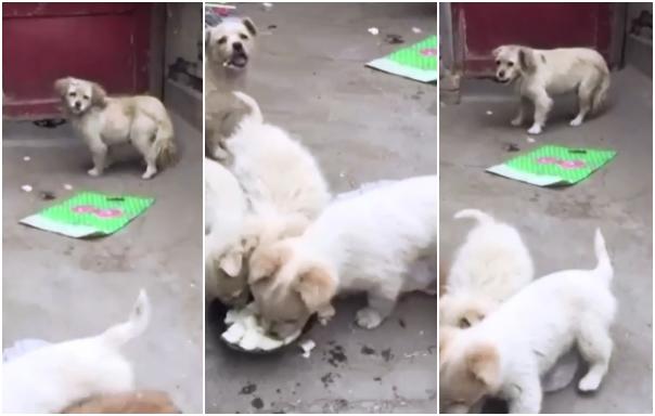 Щенок делится едой со своей мамой, щенок перестал есть и поделился едой с мамой 