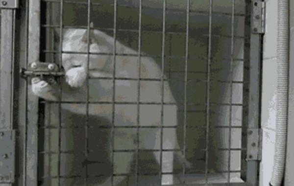 Находчивые животные, которым несмотря на все преграды, удалось совершить побег