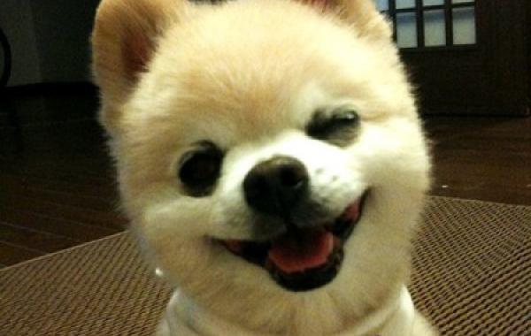 Плюшевое чудо - японский щенок Шунсуке