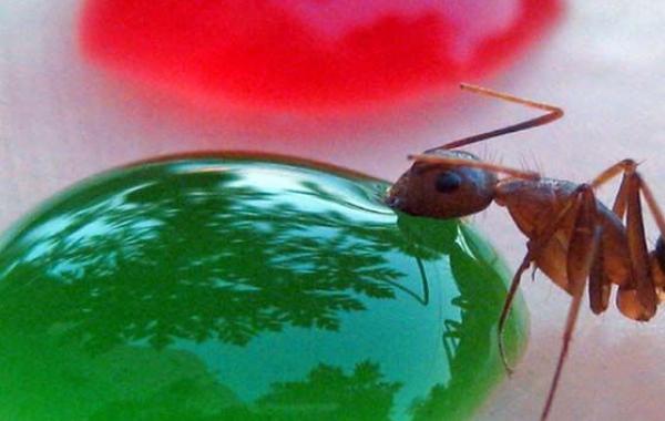 Как выглядят муравьи, напившиеся цветной жидкости