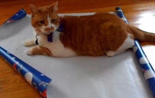 Как упаковать кота на Новый год