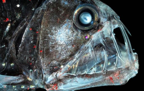 Самые страшные и уродливые рыбы, рыба гадюка, viperfish