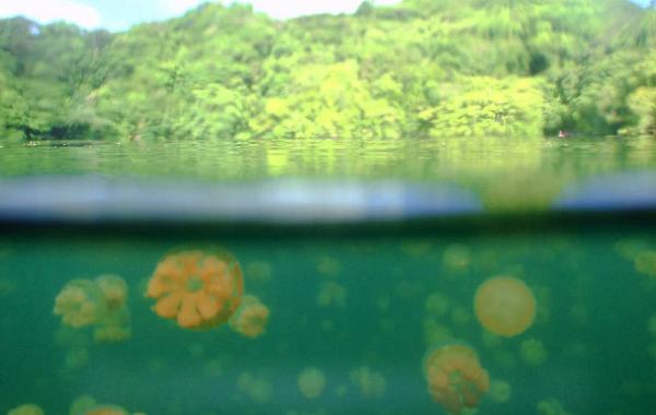 Озеро золотых и лунных медуз фото  видео