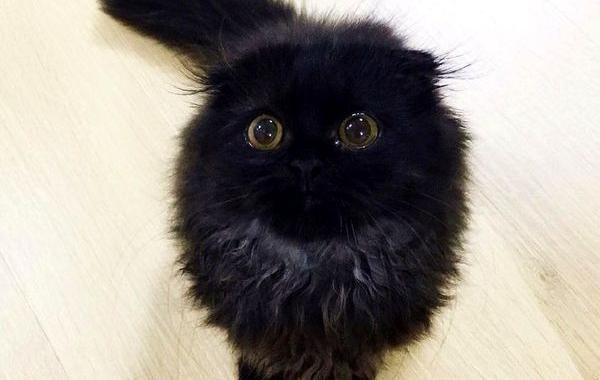 кот Гимо, Gimo cat, кот с огромными глазами