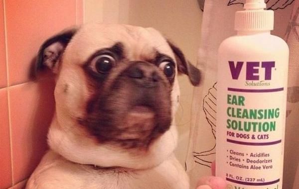 смешные страхи животных, животные столкнувшиеся со страхами, смешные боящиеся животные, смешные напуганные животные