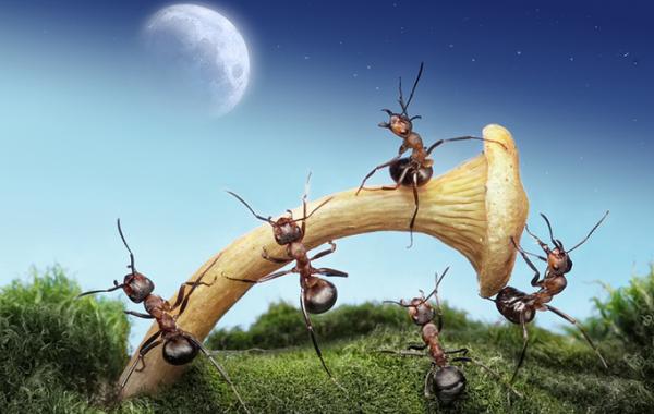 Забавные муравьи от Андрея Павлова