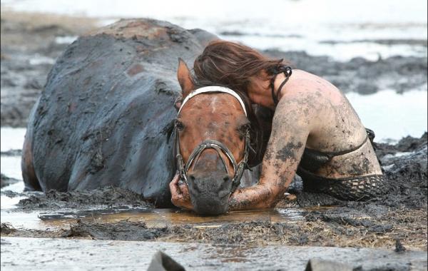 Драма на пляже: Спасение лошади