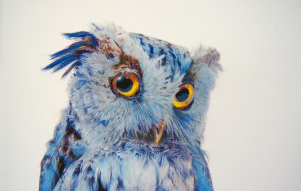Реалистичные разноцветные совы от художника Джона Пусатери