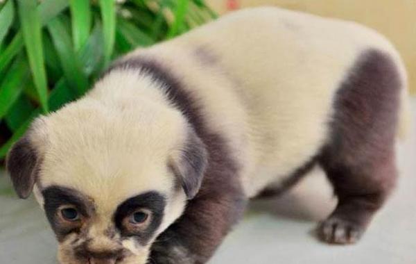 Очаровательные щенки из Китая, которые выглядят как маленькие панды