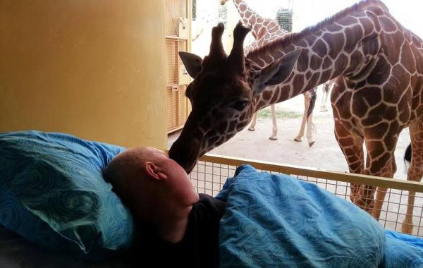 Прощальный поцелуй жирафа для умирающего работника зоопарка 