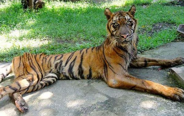 Зоопарк смерти в Индонезии
