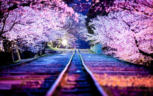 Фантастически красивое цветение сакуры в Японии