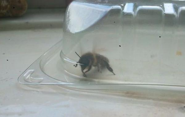 Парень оказался заложником пчел в собственном доме
